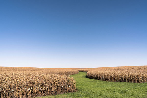 gratisography-field-blue-sky-thumbnail-small
